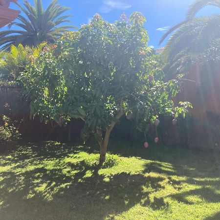 Xanadu Coliving Otel Santa Úrsula Dış mekan fotoğraf